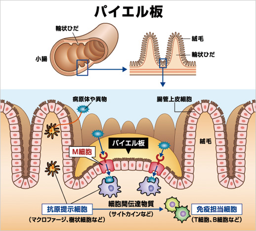 パイエル板と免疫