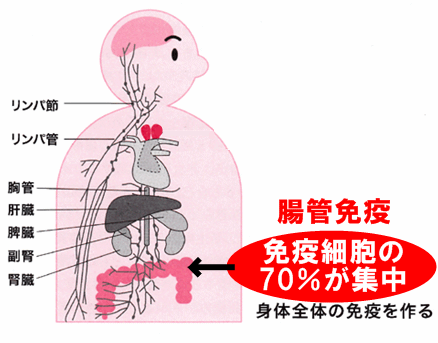 腸管免疫について