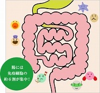 腸には免疫細胞の6割が集中